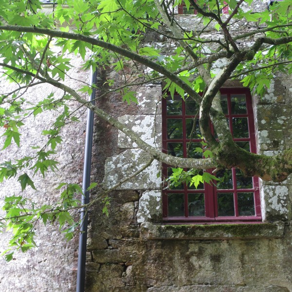 Le platane de Branféré