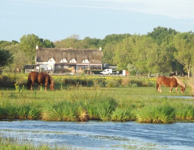 Promenade en Brière Crusson – Saint- André des Eaux – Loire Atlantique