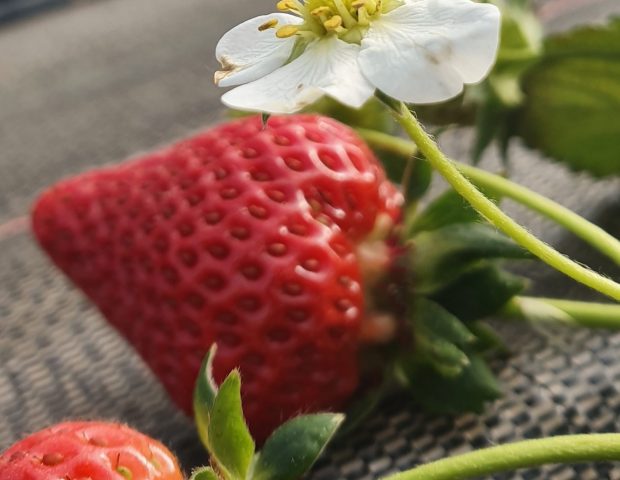 Les petits fruits de la Vilaine – Nivillac – Morbihan