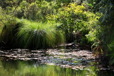 Découverte nocturne – Marais du Roho