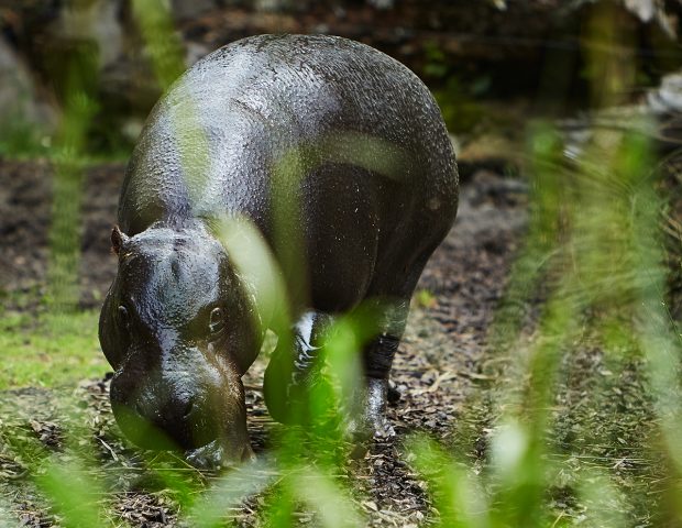 Parc de Branféré Le Guerno Morbihan