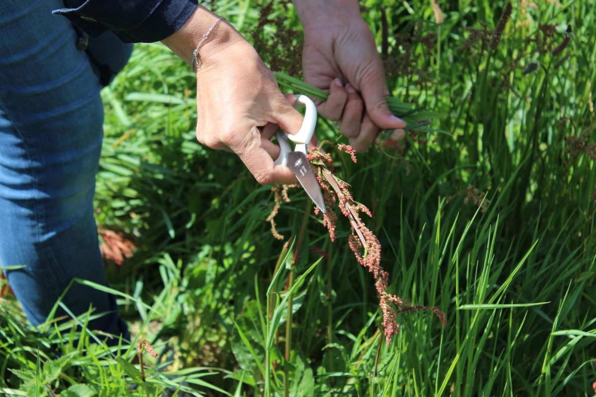 J'ai testé les plantes comestibles Damgan Morbihan