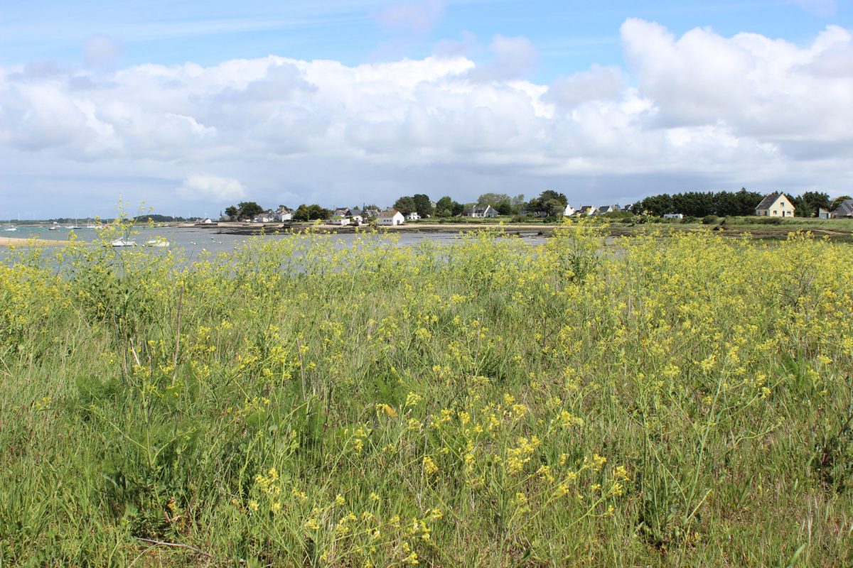 J'ai testé les plantes comestibles Damgan Morbihan