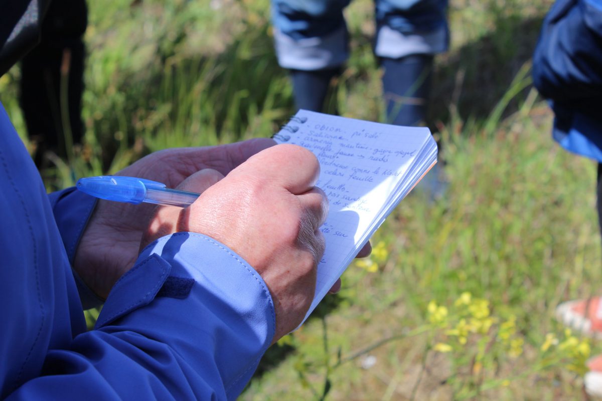 J'ai testé les plantes comestibles Damgan Morbihan