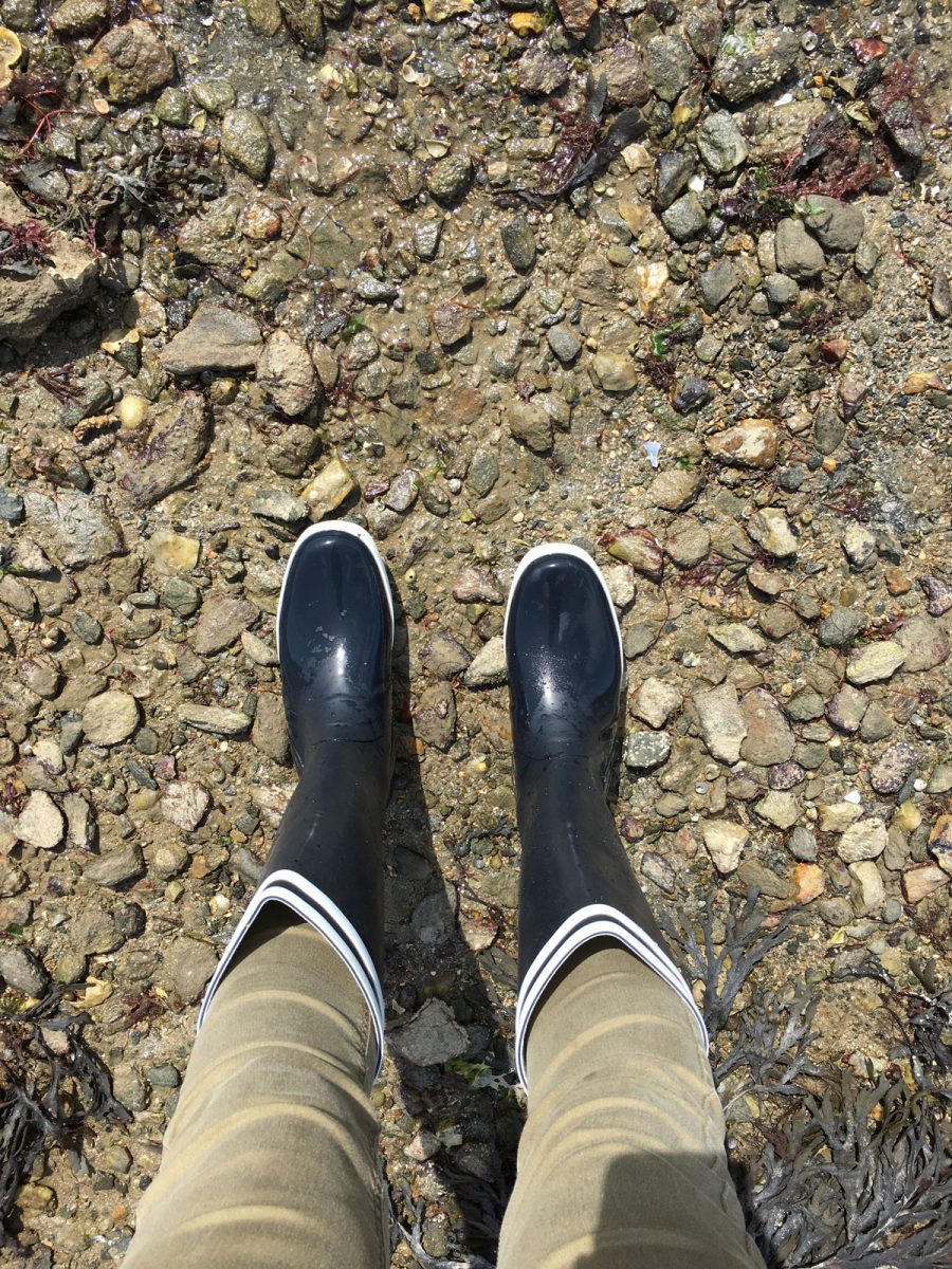 Sortie pêche à pied Damgan Morbihan