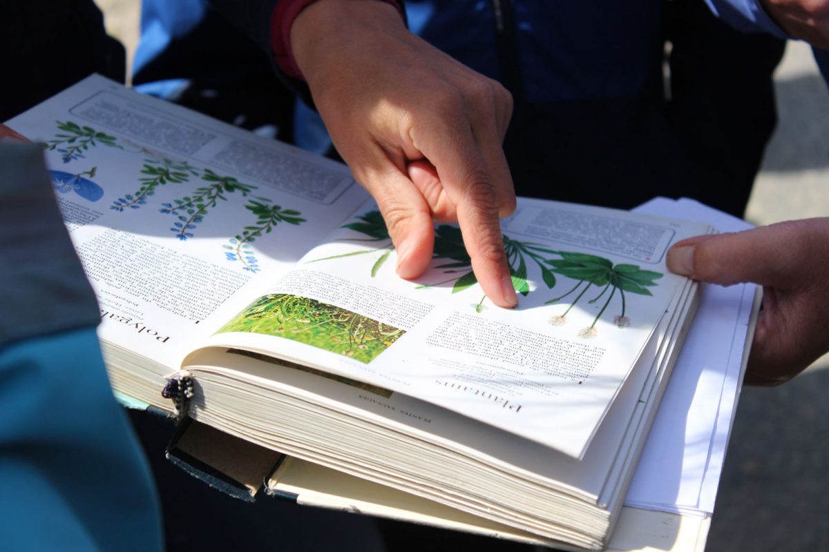 J'ai testé les plantes comestibles Damgan Morbihan