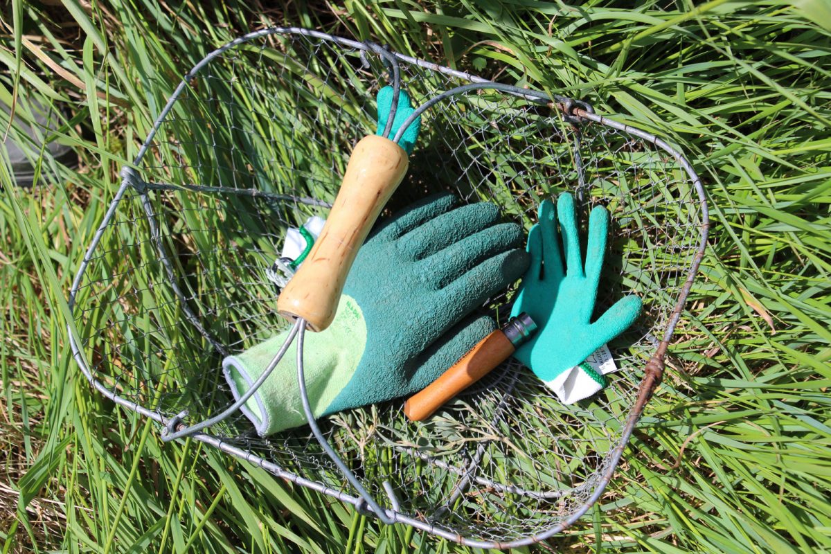 J'ai testé les plantes comestibles Damgan Morbihan