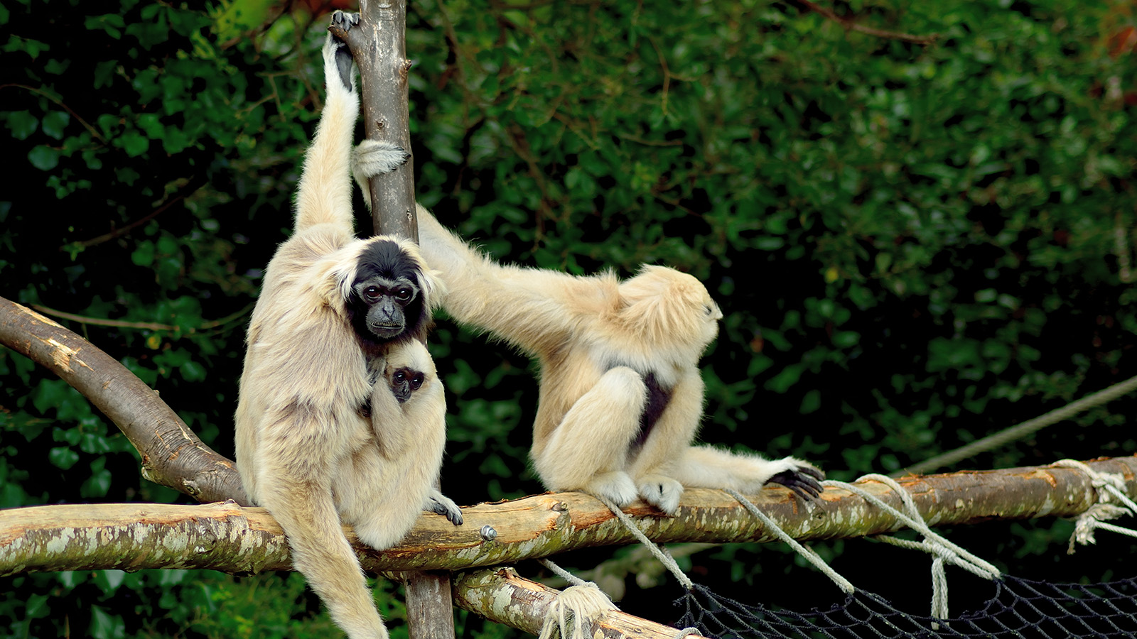 Parcs animaliers