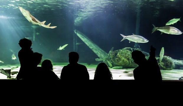 Océarium Le Croisic Loire Atlantique