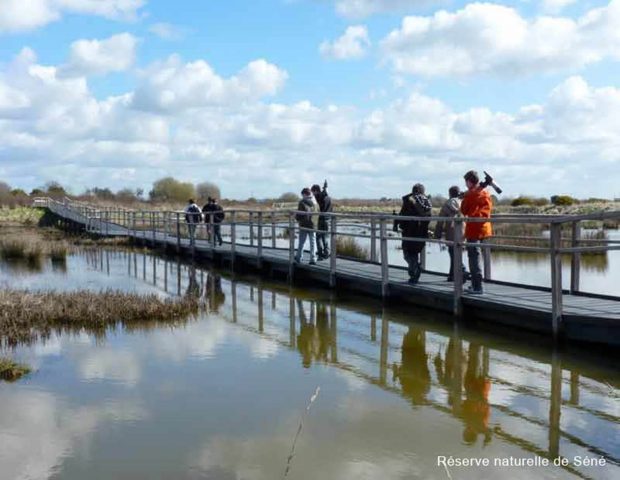 Réserve des marais de Séné Morbihan