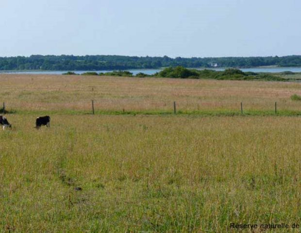 Réserve des marais de Séné Morbihan