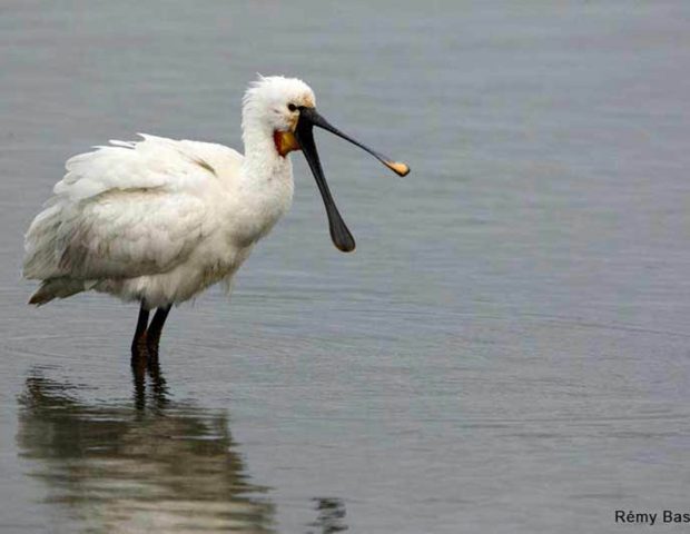 Réserve des marais de Séné Morbihan