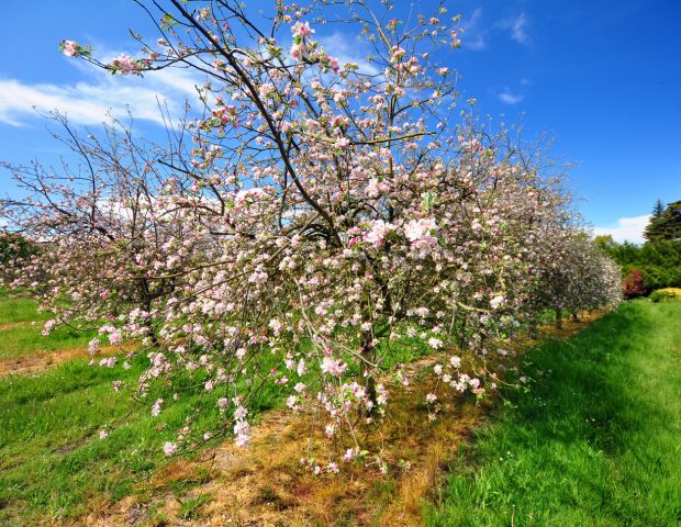 Cidrerie Nicol Surzur Morbihan