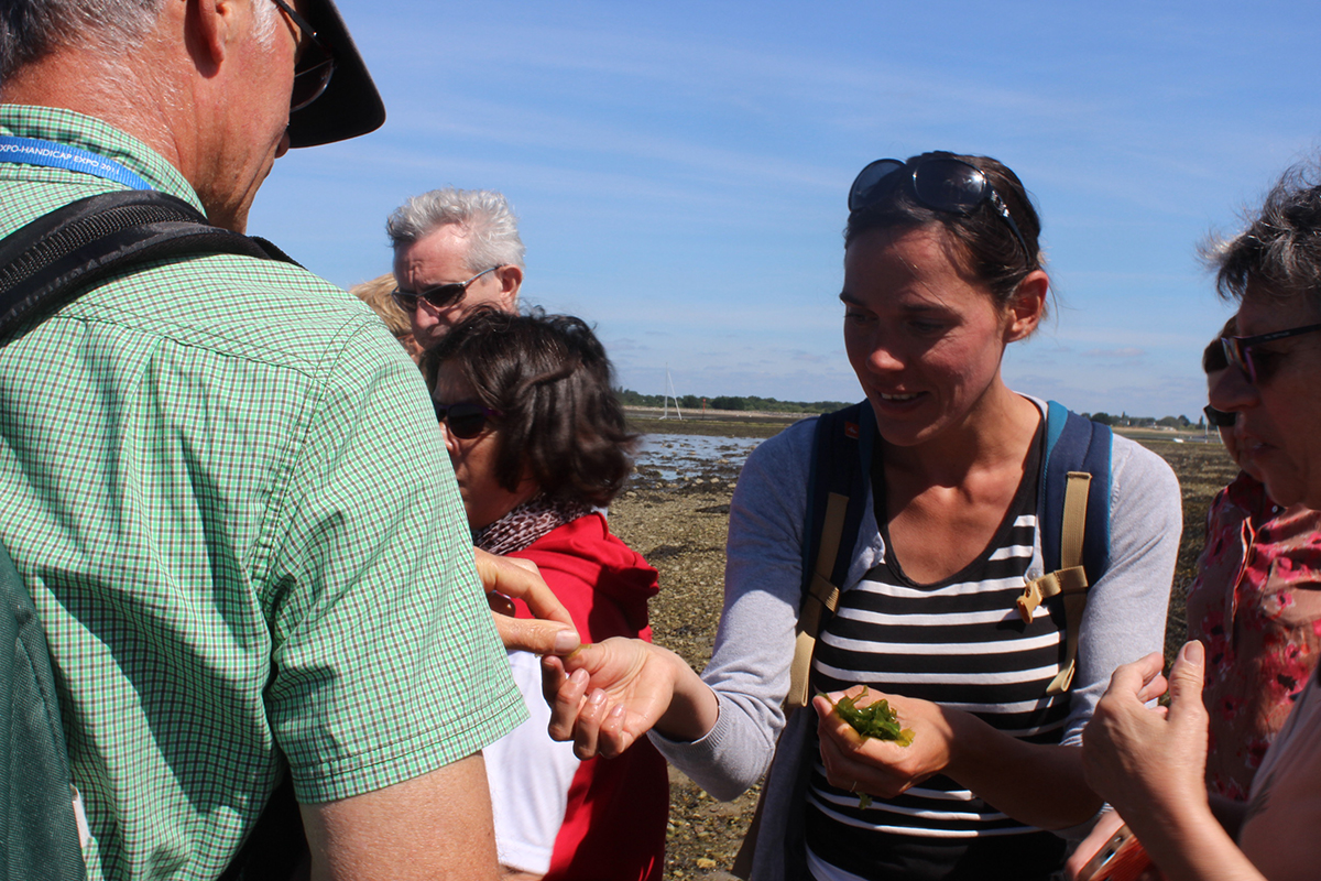 Découverte des algues comestibles Damgan Morbihan