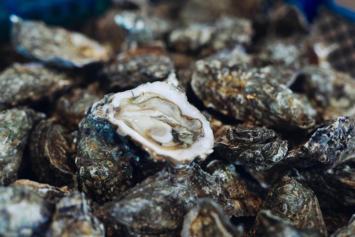 La Pénerfine huître du Morbihan