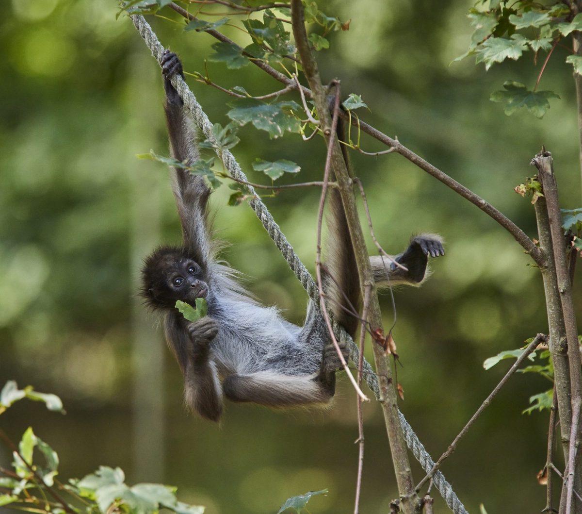 activité Branféré vacances de la toussaint