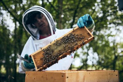 Visite du rucher « Gwenan Mor Braz »