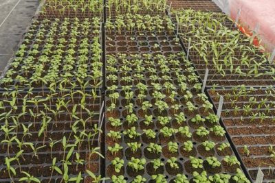 Atelier multiplication des plantes aromatiques et  médicinales