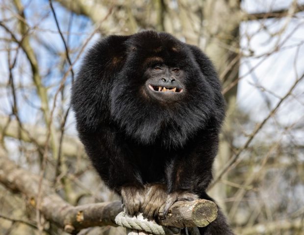 Restaurant groupe Parc Animalier Branféré Le Guerno