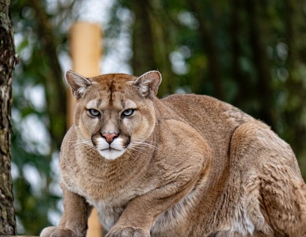Légendia Parc – Frossay – Loire Atlantique