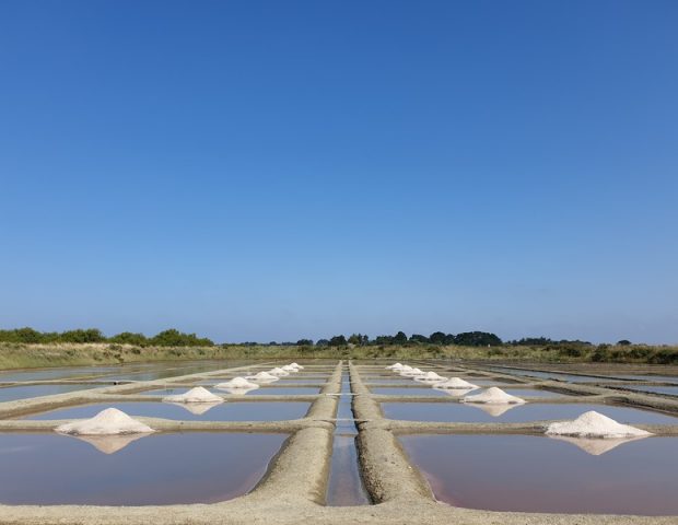 La Paludière du Golfe-Saint Armel-Morbihan