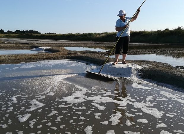 La Paludière du Golfe-Saint Armel-Morbihan