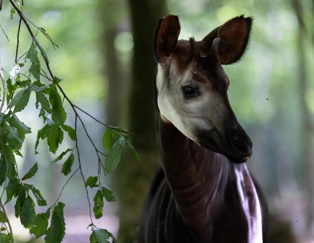 Parc de Branféré Le Guerno Morbihan