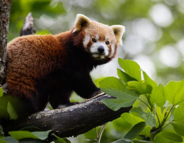 Parc de Branféré Le Guerno Morbihan
