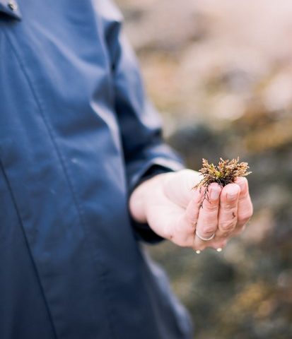 escapade en terre iodee damgan