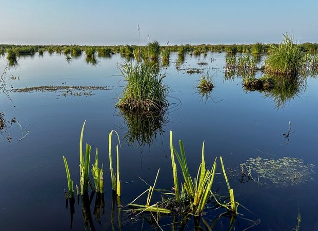 Entre sel et tourbe – La Chapelle des Marais – Loire Atlantique