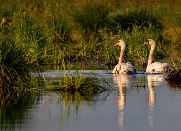 Entre sel et tourbe – La Chapelle des Marais – Loire Atlantique