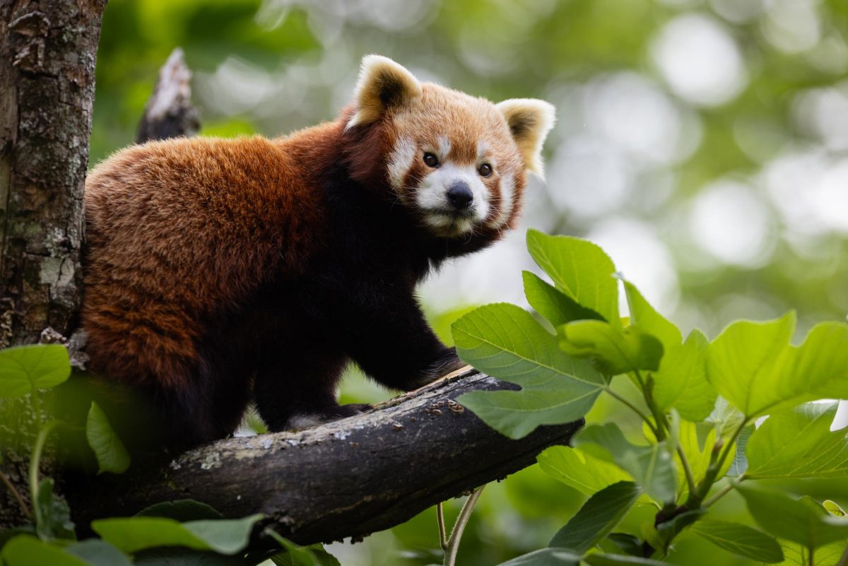 Découvrez le Parc animalier de Branféré lors de vos vacances en Bretagne Sud.