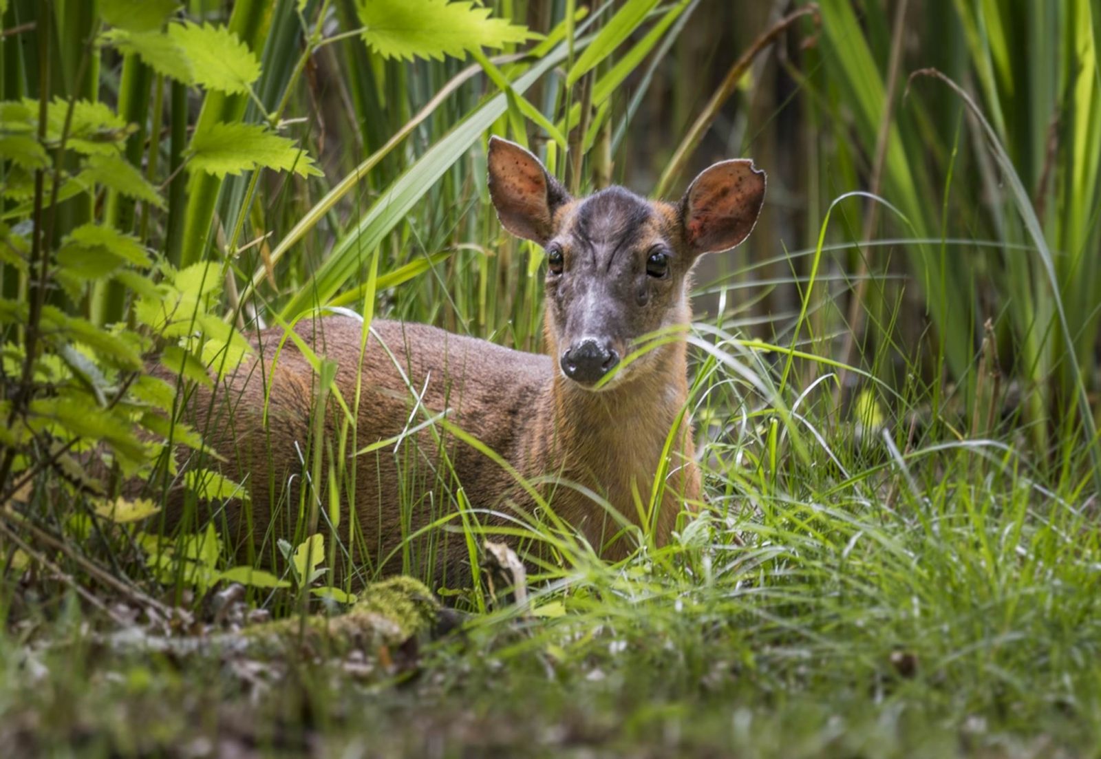 Parc animalier de Brienz – La découverte de la faune